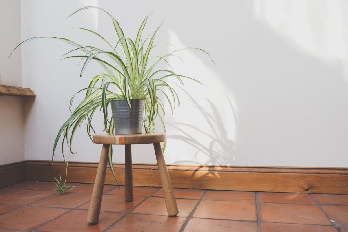 Modern Milking Stool With Contrasting Stripes